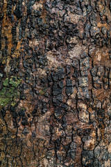 The bark surface of a tree in the forest