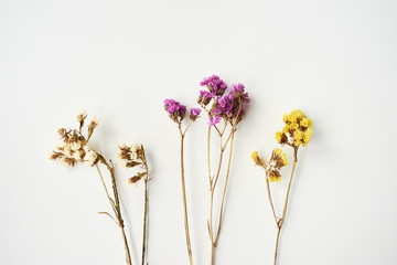 Dried wild flowers on white table background top view.