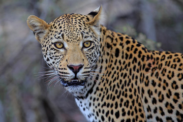 Leopard male portrait in a Game Reserve in the Greater Kruger Region in South Africa