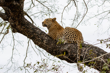 Leopard male in a tree Sabi Sands Game Reserve in the Greater Kruger Region in South Africa