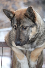 beautiful dog. dog friend. dog for a walk in the summer.