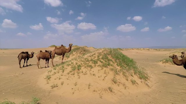 Mongolia - Meeting camels in the Gobi desert