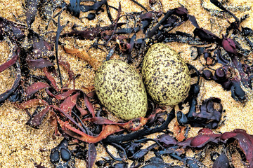 Arctic tern nest with eggs