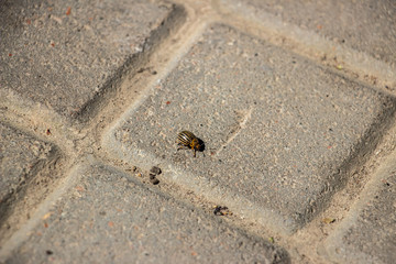 The Colorado potato beetle crawls on the paving gray tiles. Close-up..