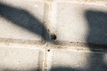 The Colorado potato beetle crawls on the paving gray tiles. Close-up..