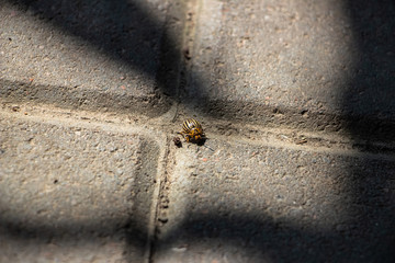 The Colorado potato beetle crawls on the paving gray tiles. Close-up..