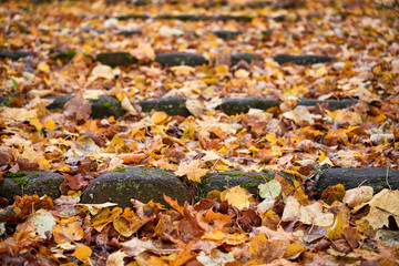 Autumn carpet from dry brown leaves. Fall background. Autumn leaves backdrop. Beautiful autumn season in park.