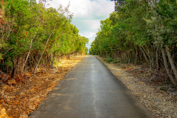 Fototapeta na wymiar road in the forest