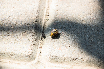 The Colorado potato beetle crawls on the paving gray tiles. Close-up..
