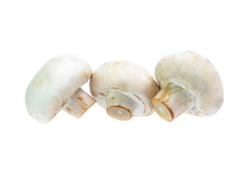 Mushroom champignon isolated on white background