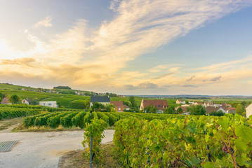Champagne region in France. A beautiful view.