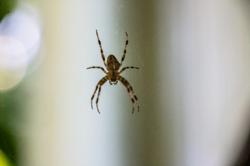 A spider is sitting on a web. Blurred background. Close-up..