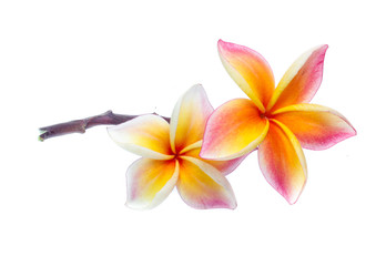 Naklejka premium Frangipani, Pumeria, Frangipanni, isolated on white background