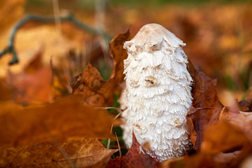 Coprinus Comatus is a comestible mushroom growing in autumn.