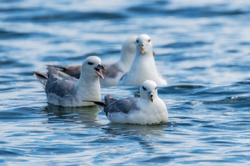 Northern fulmars swimming in the ocean