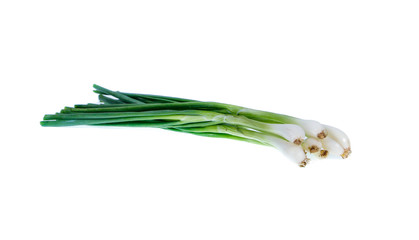 Fototapeta premium fresh onion tree