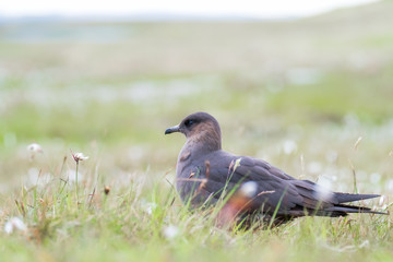 Arctic skua near her nest among bog cotton