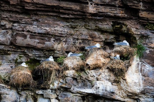 Six kittiwake nests on a cliff