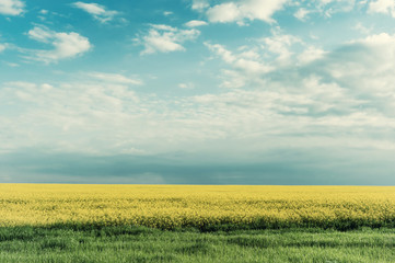 Obraz premium Landscape with big rape fields