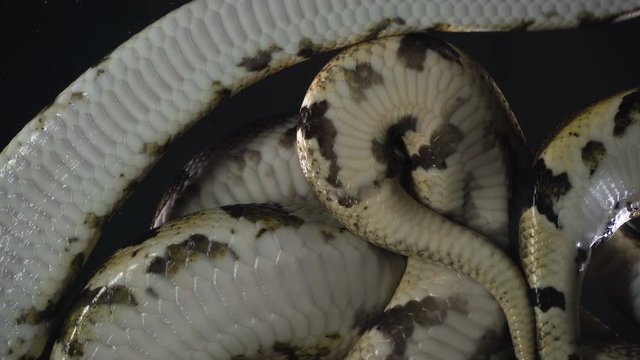Footage of royal phytons, camera rushed down