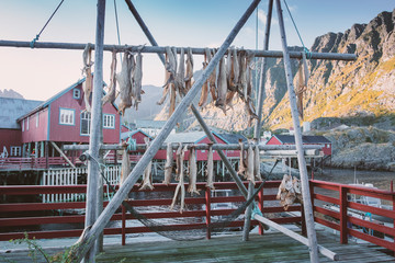 Fototapeta premium dried fish cod in O town Moskenes, Lofoten islands Norway. Fishing village