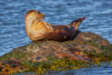 Fototapeta premium Common seal pup lounging on a rock in the ocean