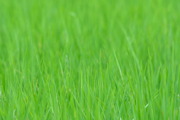 Fototapeta na wymiar Green rice plants for making a beautiful background.