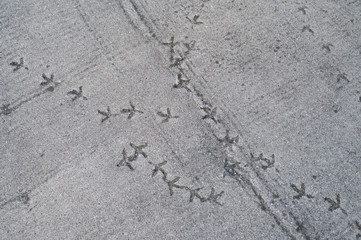 Birds footprints on hardened cement.