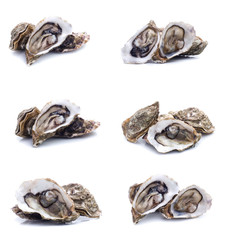 set of Fresh oyster