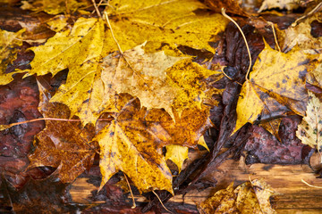 Autumn carpet from dry brown leaves. Fall background. Autumn leaves backdrop. Beautiful autumn season in park.