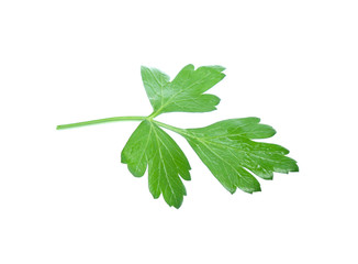 Parsley herb isolated on white background