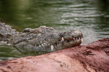 Nil crocodile 