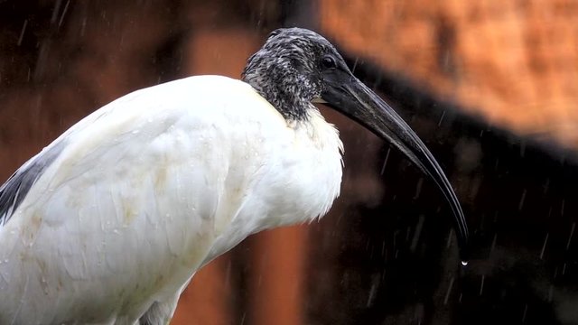 african sacred ibis sits on a branch in the rain. Slow motion