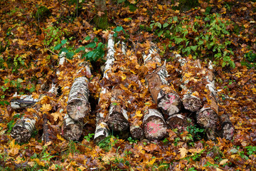 Obraz premium Autumn carpet from dry brown leaves. Fall background. Autumn leaves backdrop. Beautiful autumn season in park.