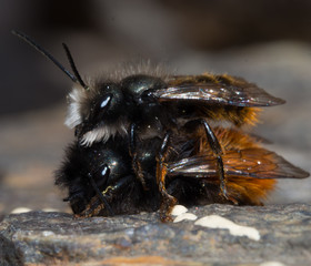 Mating time of the mason bee im Fr&uuml;hling