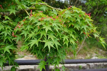 もみじの花とハート型の葉の集まり