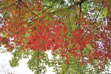 赤と緑のさわやかなもみじ