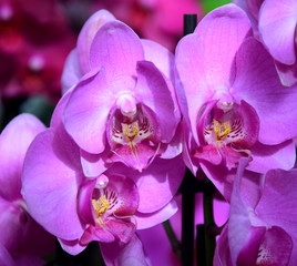 Orchidee, Orchideenblüten in der Farbe Fuchsia - Phalaenopsis
