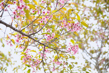 Beautiful cherry blossom or sakura in spring time over  sky