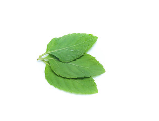 Obraz premium mint leaves isolated isolated on white