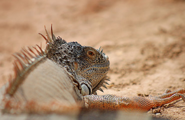 Dragon du sahara