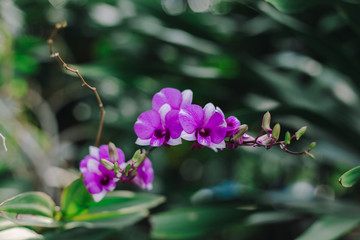 Pink orchid on green background