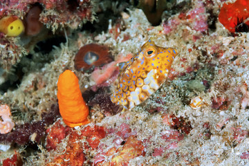 Spotted yellow boxfish (Ostracion Cubicus). Underwater photography.