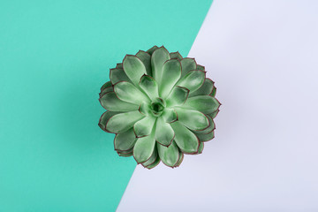 Beautiful green succulent on mint background. Flat lay, top view.