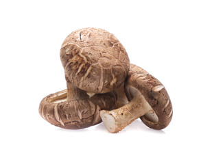 Shiitake mushroom on the White background