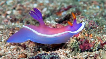 Hypselodoris bullocki nudibranch crawling on the coral reef. Philippines.
