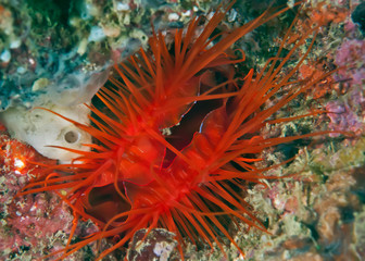 Sea creature electric clam on coral with blue electric splash.
