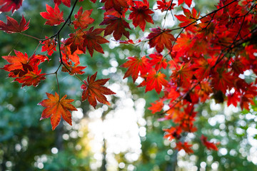 feuilles d'&eacute;rable &agrave; l'automne