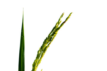 grass isolated on white background