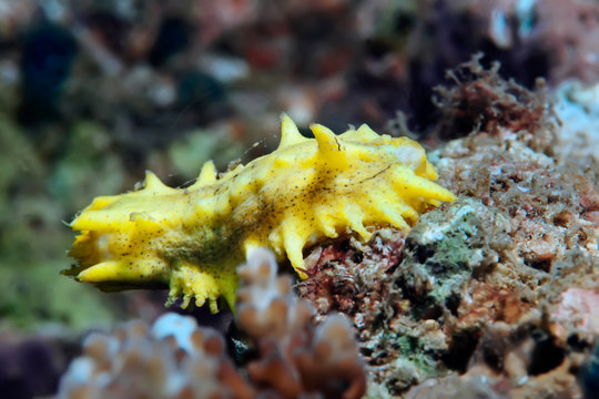 Yellow sea cucumber on corals. Philippines